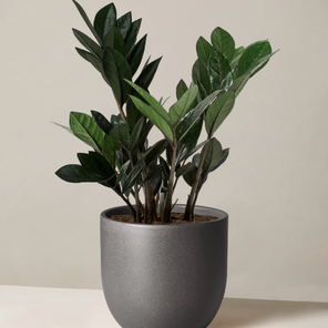 Замиокулькас Блек Равен